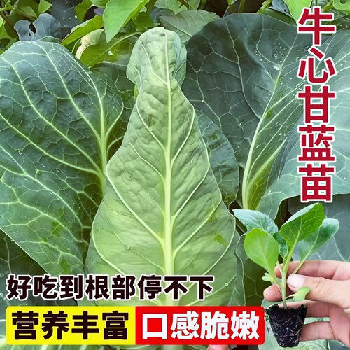 牛心甘蓝秧苗尖包菜苗耐寒越冬早熟特大高产卷心菜春包蔬菜秧苗
