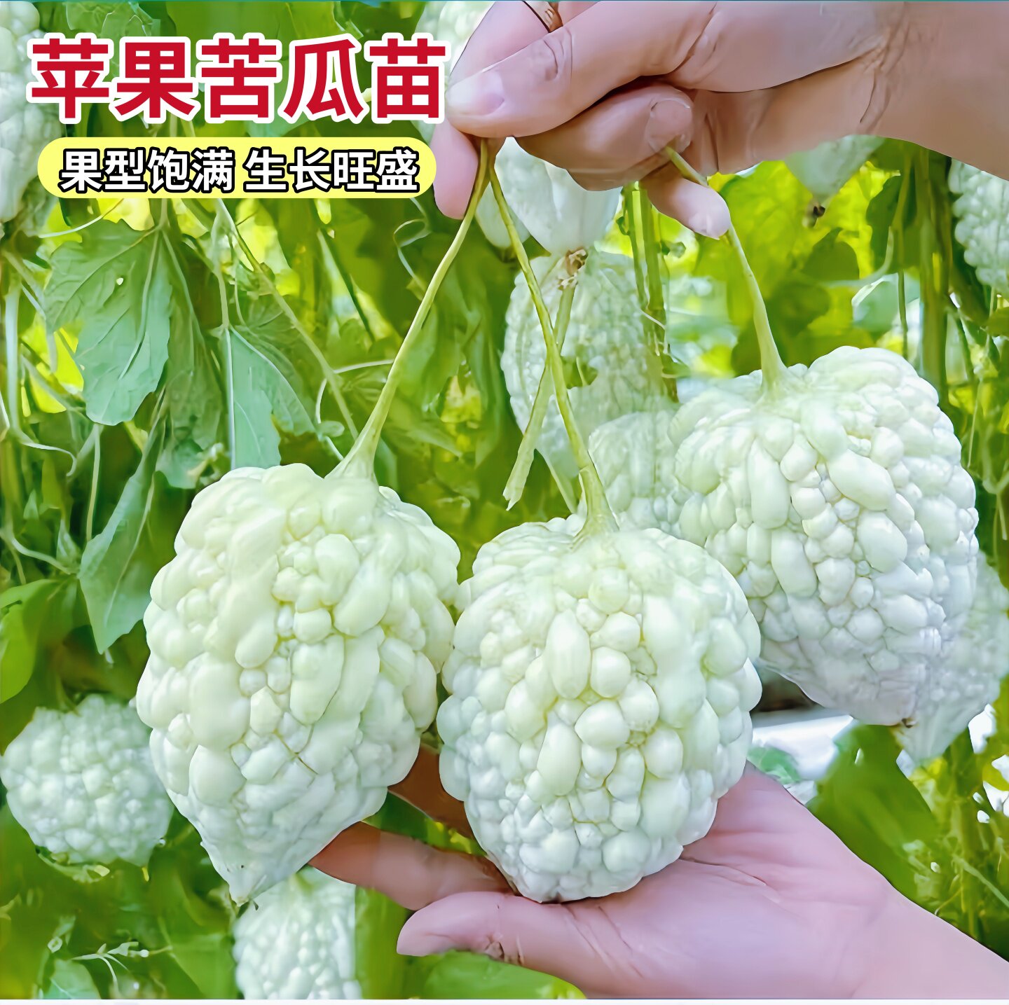 苹果苦瓜苗秧种子种籽菜苗白四季苗子蔬菜带土秧苗平果孑四季种植