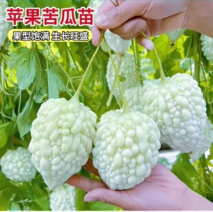 苹果苦瓜苗秧种子种籽菜苗白四季 种植 苗子蔬菜带土秧苗平果孑四季