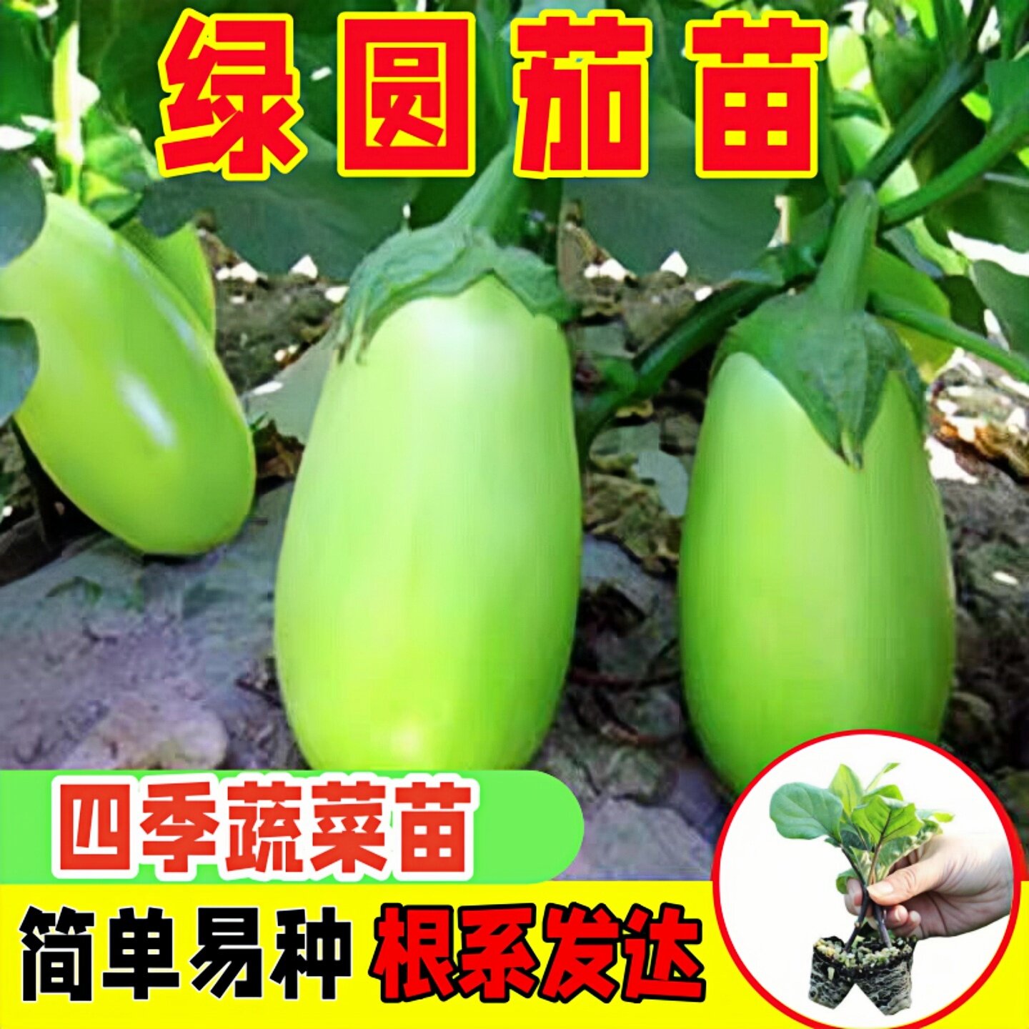 绿罐茄子秧苗青圆茄子苗灯泡绿茄子种籽四季高产抗病庭院阳台蔬菜