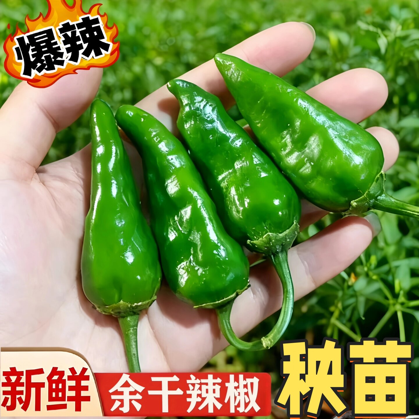 余干椒土辣椒苗辣椒秧苗薄皮小辣椒苗秋季特辣香辣正宗老品种带土