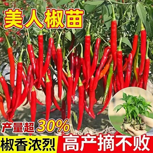 益丰苗场香辣美人椒苗种子