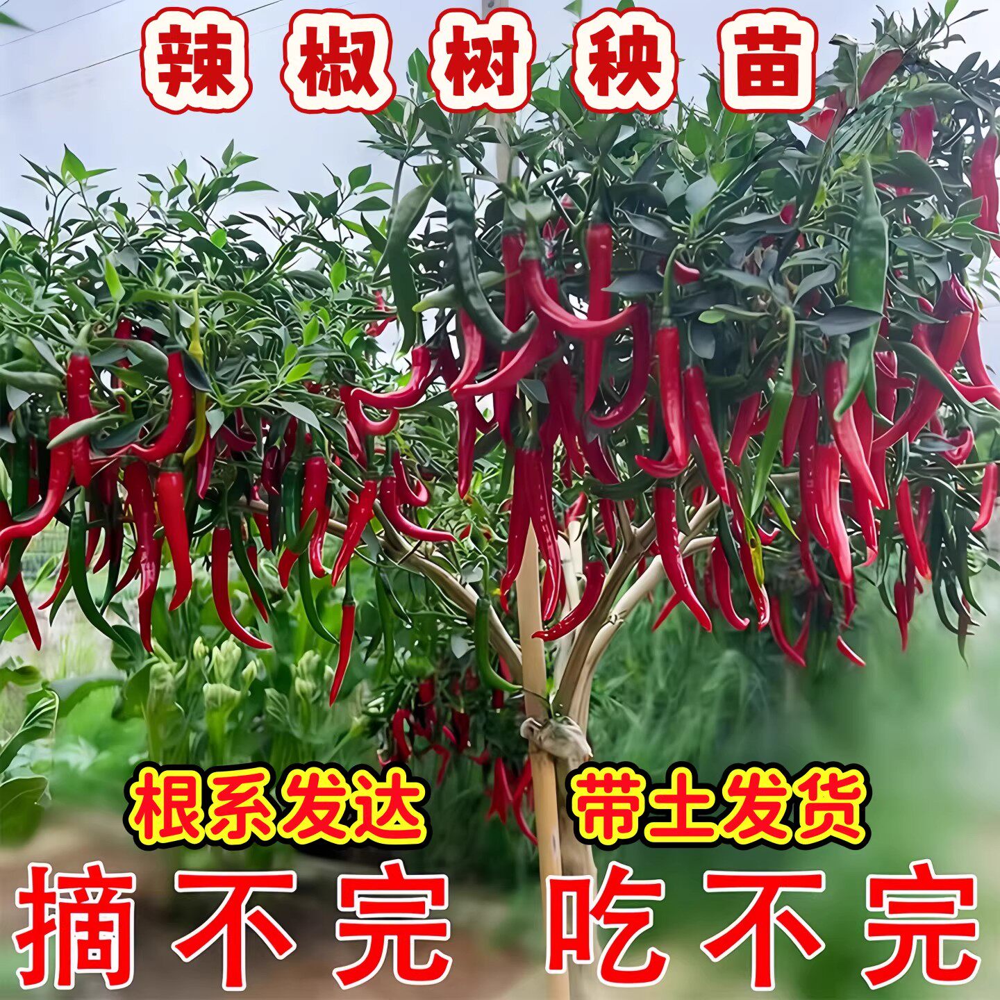 树辣椒苗秧苗一年四季辣椒树盆栽大型巨型长多年生树苗耐寒大苗木