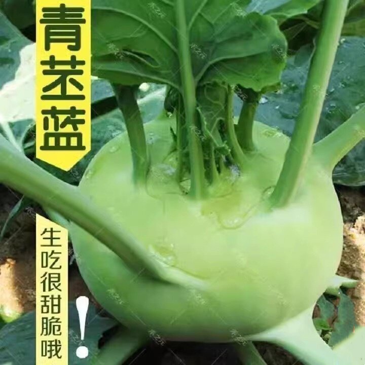 青苤蓝苗秧苗红菜苔春秋水果绿苤兰球茎甘蓝蔬菜苗秧苗花菜苗芥兰