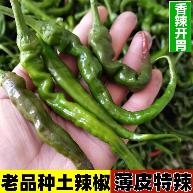 本地土辣椒苗带土秧苗特辣老品种湖南湖北四川农村乡下农家蔬菜苗