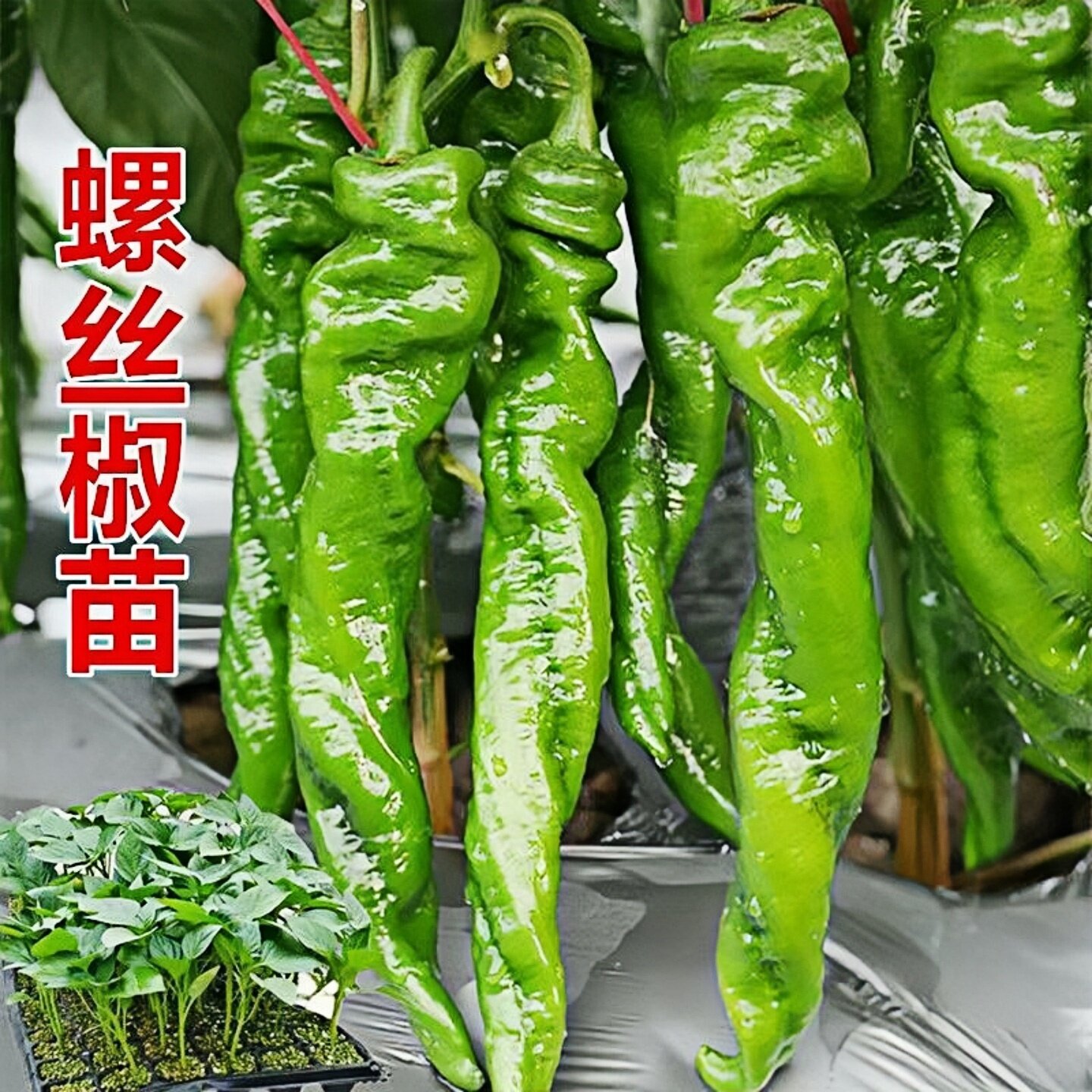 四季螺丝椒苗辣椒种籽批发包邮