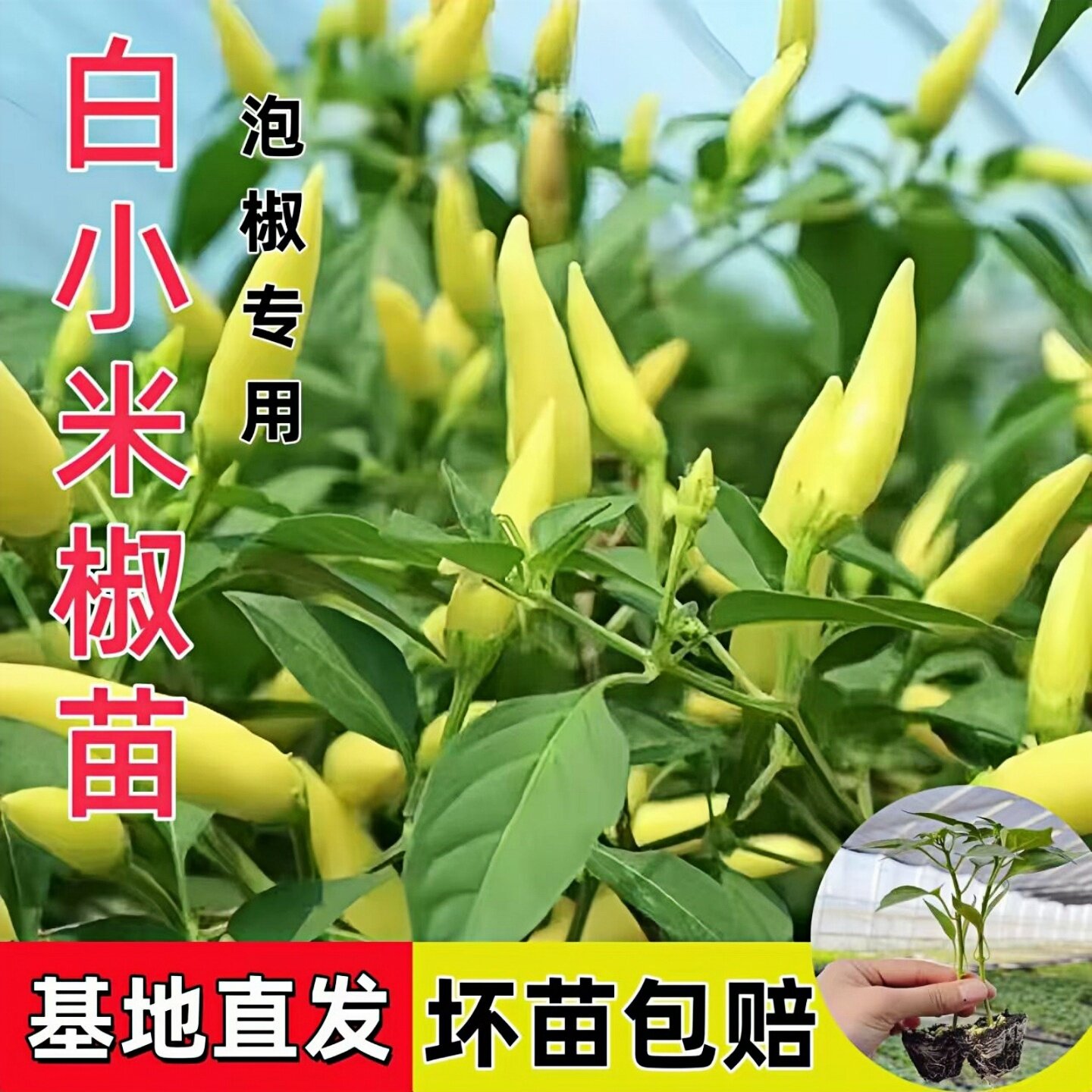 白小米椒苗朝天椒种籽苗高产彩色簇生新鲜盆栽苗辣椒种子蔬菜苗秧