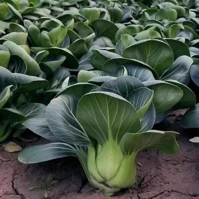 蔬菜种子苏州青阳台盆栽黑大头