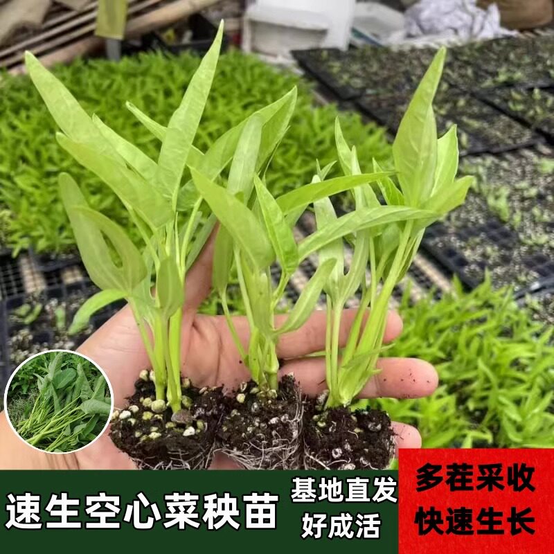 空心菜苗三叉空心菜苗大叶空心菜苗柳叶空心菜苗阳台盆栽种幼秧苗