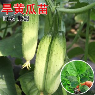 旱黄瓜苗带土大苗盆栽秧苗高产水果黄瓜苗秋黄瓜大棚阳台蔬菜种子