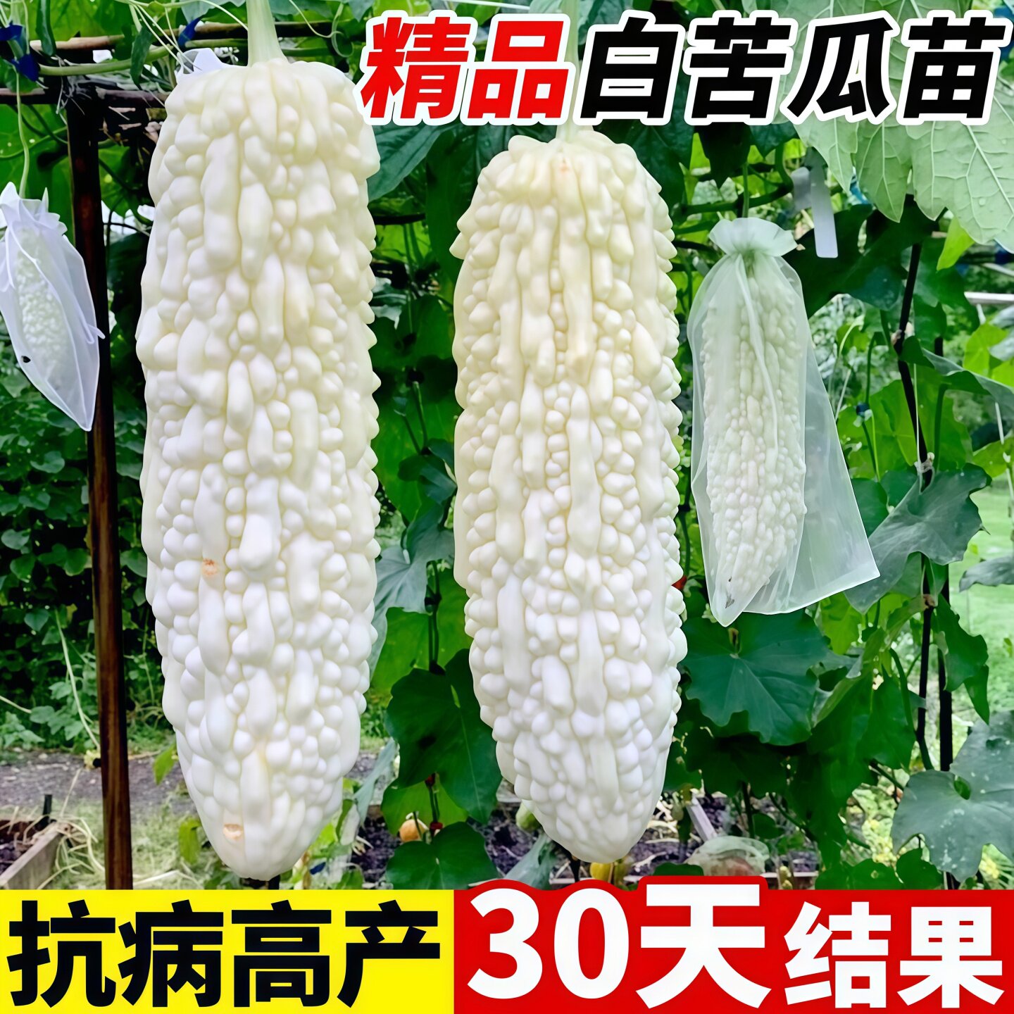 白苦瓜秧苗长白苦瓜带土白长阳台蓝山苦瓜苗苦瓜种蔬菜种白玉苦瓜