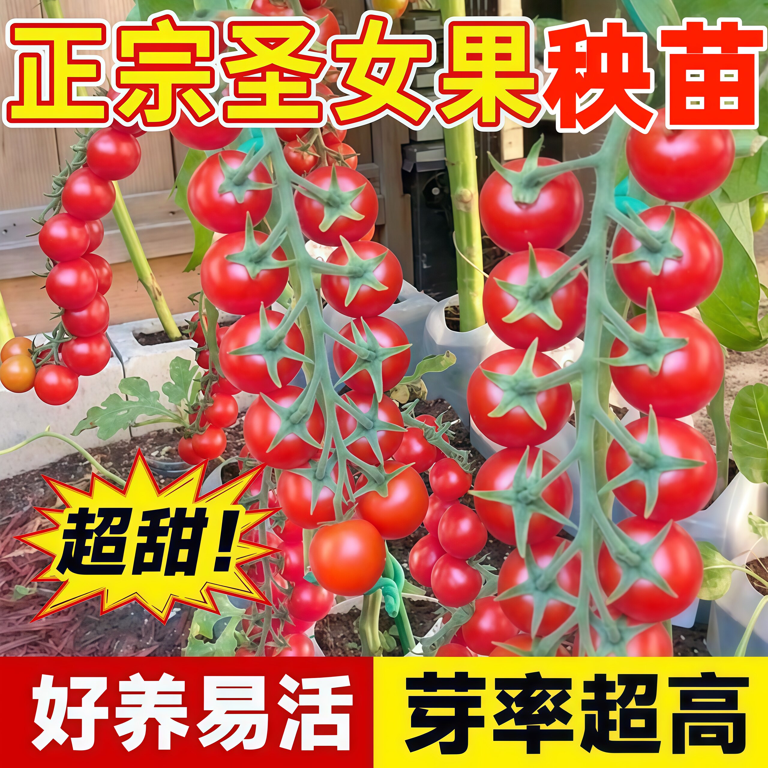 正宗红圣女果苗带土千禧小番茄苗超甜四季西红柿秧千禧果秧苗阳台
