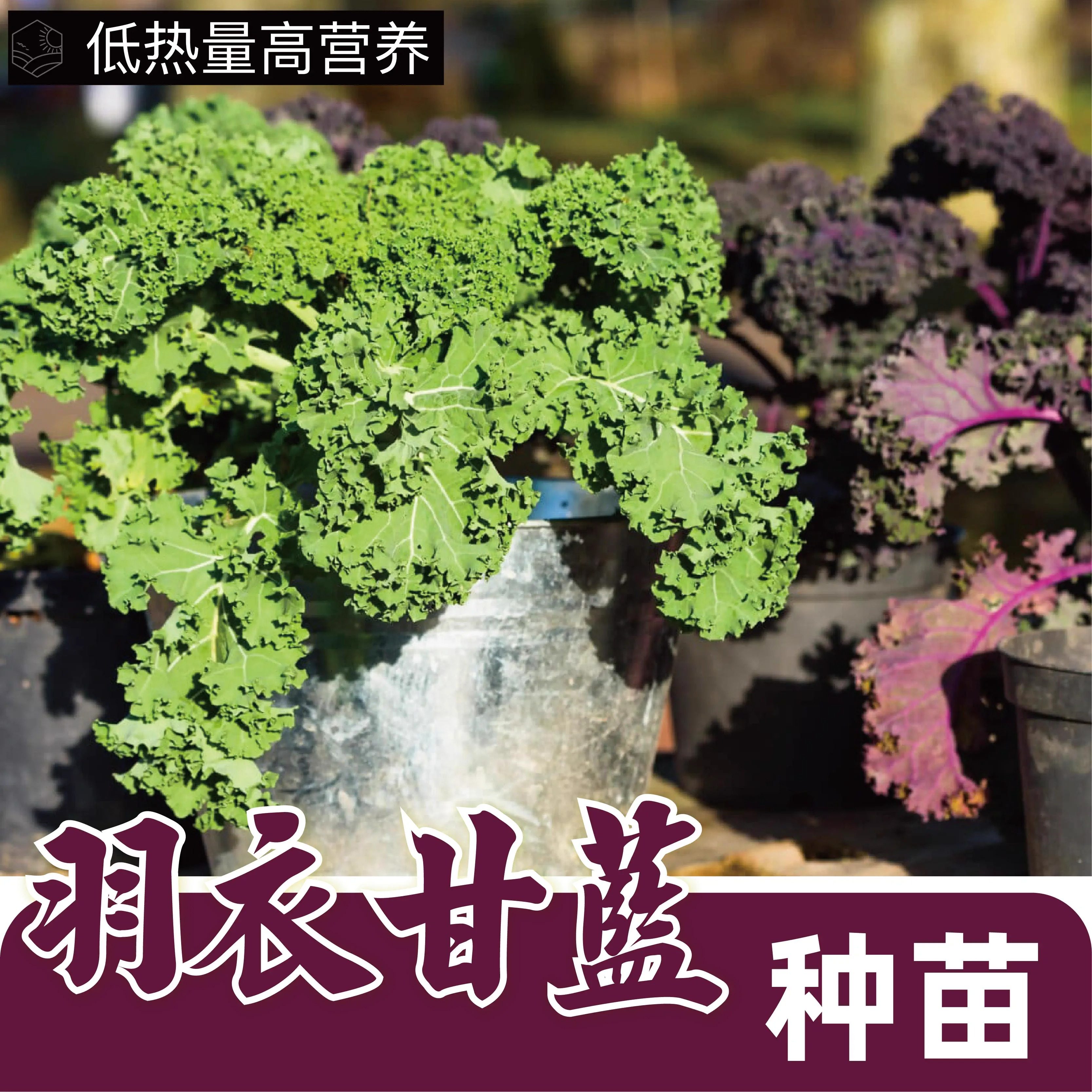 紫色羽衣甘蓝苗秧带土球四季