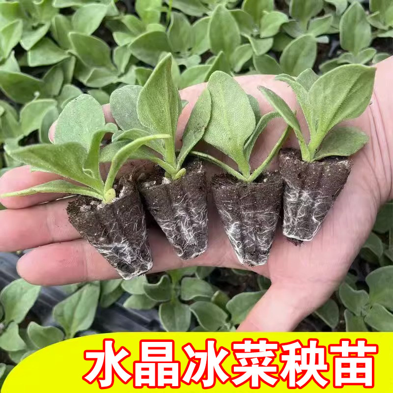 冰菜种子秋盆栽蔬菜种籽种冰草苗四季秋冬季菜种籽大全野菜种孑
