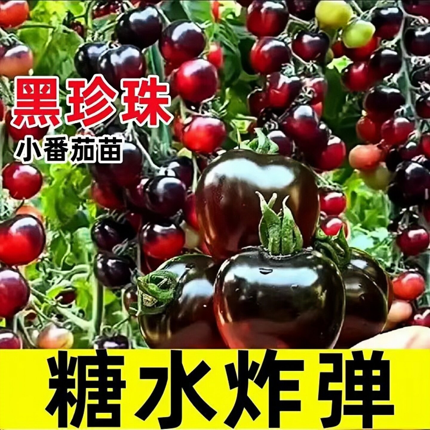 超甜糖水炸弹番茄苗秧带土球黑珍珠宝石骑士四季圣女果西红柿种子