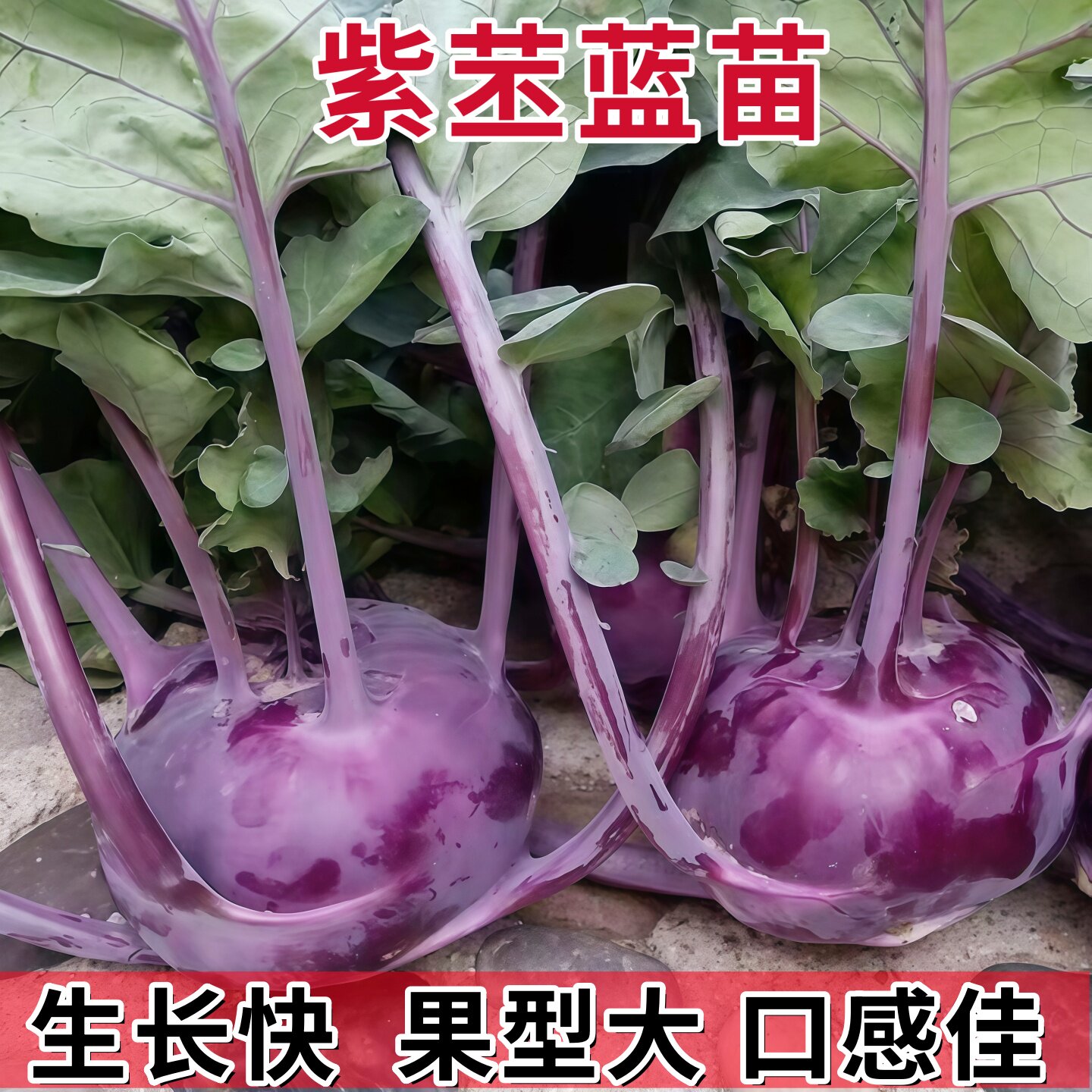 水果紫苤蓝苗秧食用紫皮青苤兰芥兰种子营养高脆甜四季种植蔬菜苗