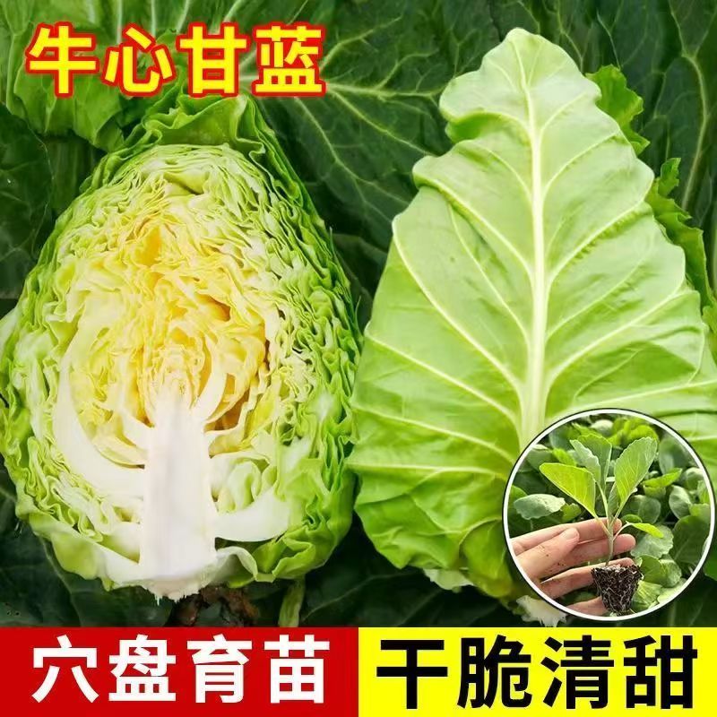 牛心包菜秧苗四季耐寒耐高温