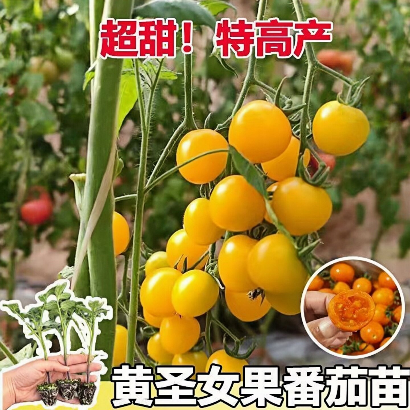 黄色圣女果苗种子种籽苗小番茄西红柿菜苗果苗秧蔬菜秧苗蕃茄苗树