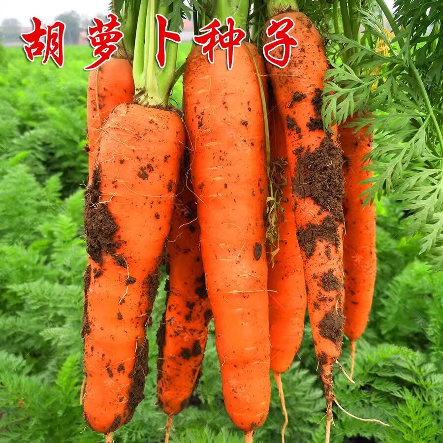 胡萝卜的种子农家高产萝卜籽种子夏季秋季易播种胡萝卜籽蔬菜种孑
