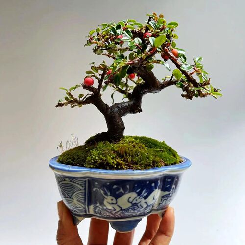 微型盆景白花珍珠荀子日本白紫檀