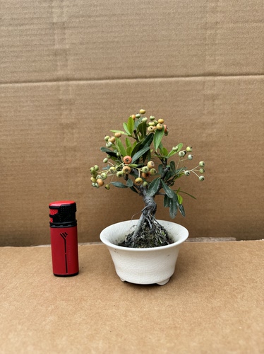 一物一拍火棘盆景造型盆栽室内客厅办公室桌面绿植花卉