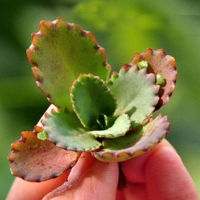 多肉植物 宽叶不死鸟 落叶生根 盆栽花卉 肉肉 办公室桌面小盆景