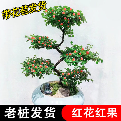 红花荀子造型盆景盆栽