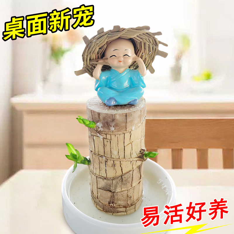 巴西幸运木水培植物盆栽室内绿植