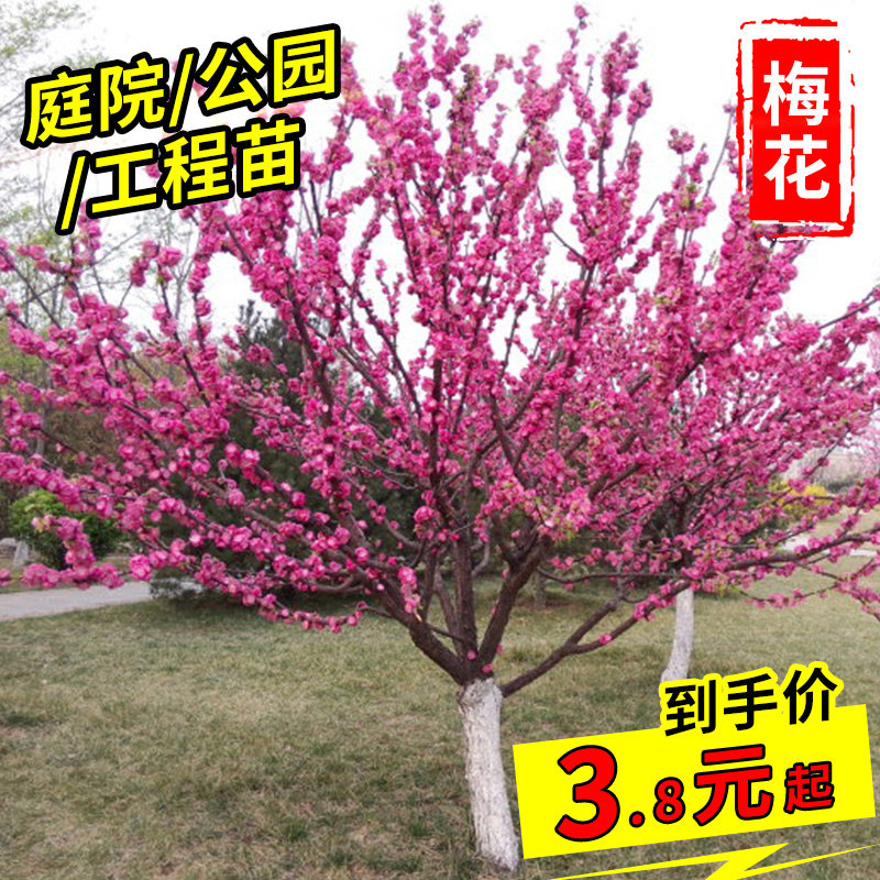 梅花树苗红绿美人榆叶腊梅老桩大苗别墅庭院公园工程绿化花卉小苗