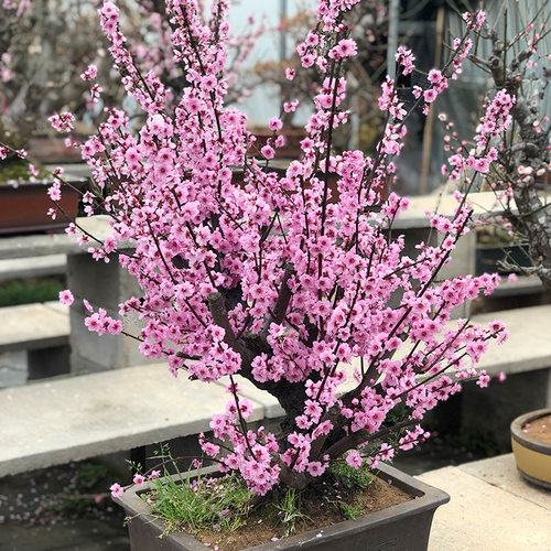美人庭院树桩美人梅花树桩梅花