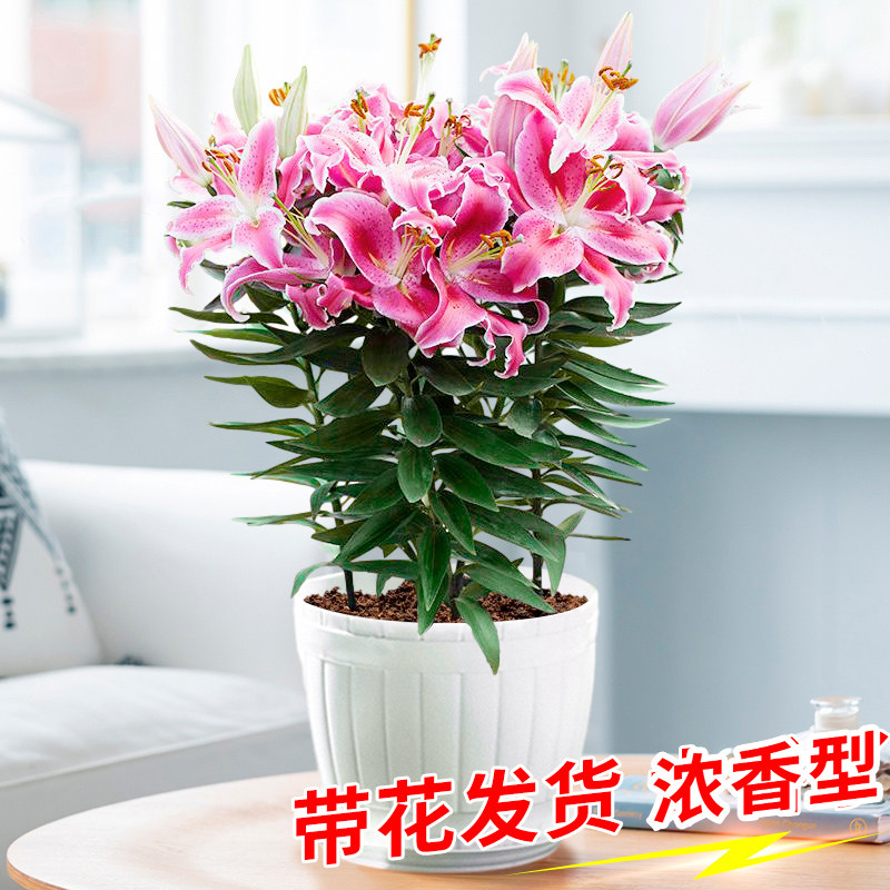 百合花盆栽带花苞带土室内客厅浓香植物阳台庭院四季易活绿植花卉