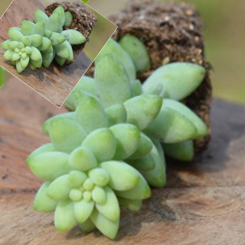 新玉缀 玉坠 有根 多肉植物 多肉 办公室植物绿植创意花卉盆栽
