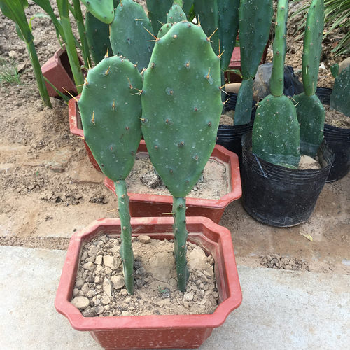 黄大刺仙人掌盆栽嫁接蟹爪兰植物