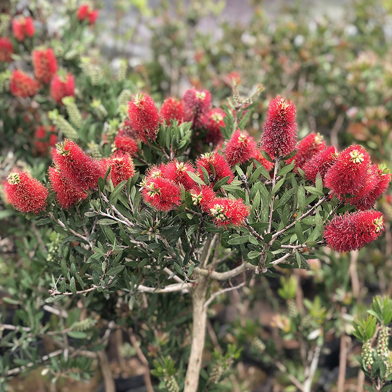 红千层树苗 瓶刷子树金宝树苗红千层盆栽苗四季常青耐寒 绿植盆栽