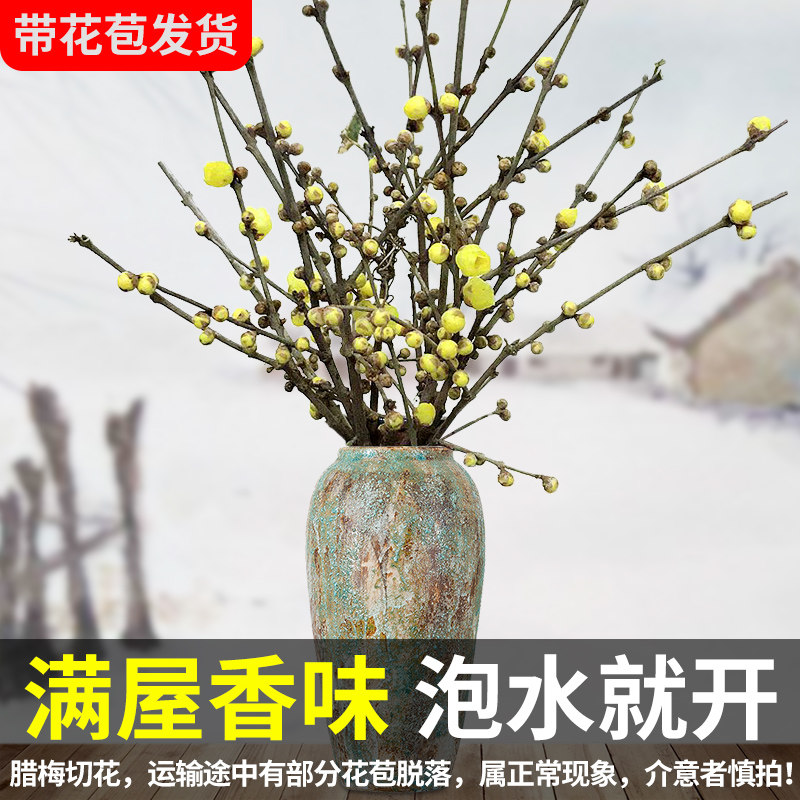 腊梅鲜花枝条干花素心腊梅干枝水养室内客厅盆栽插花泡水开花植物