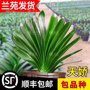 天骄君子兰盆栽花卉绿植带花苞花苗室内四季植物短叶圆头和尚元宝