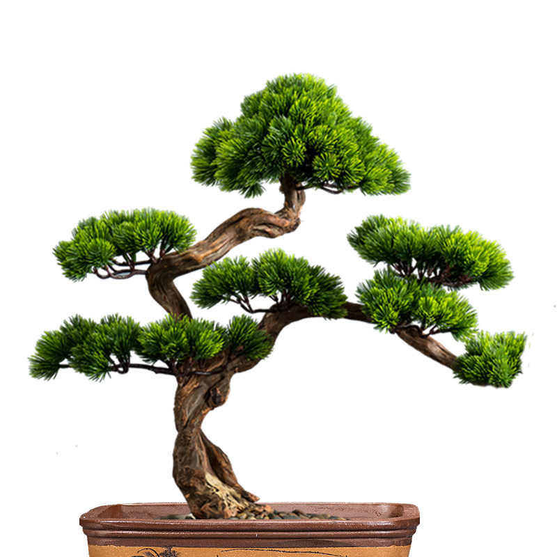 极速黑松罗e汉松五针松室内室外阳台庭院盆栽盆景植物绿植 一物一