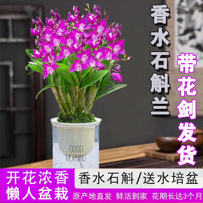 七彩香水石斛兰花四季兰好养绿植浓香型石斛改善睡眠绿植净化空气,鲜花速递/花卉仿真/绿植园艺,时令草本花卉,淘宝优惠券,粉丝福利购,淘宝优惠卷