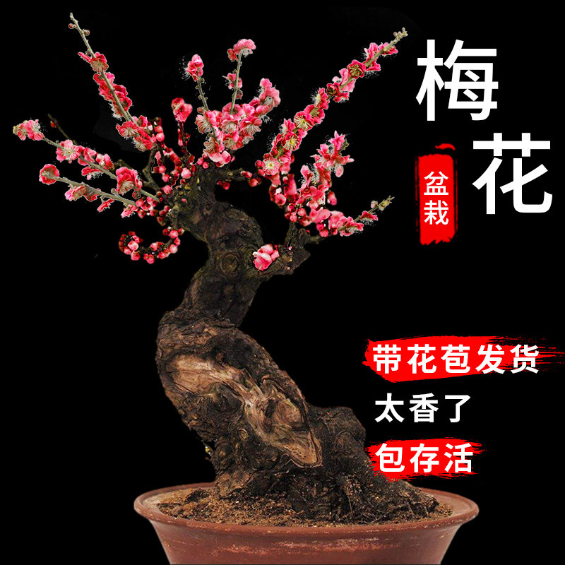 朱砂梅盆景花卉梅花苗观花老桩植物乌梅红梅腊梅树桩室内阳台盆栽