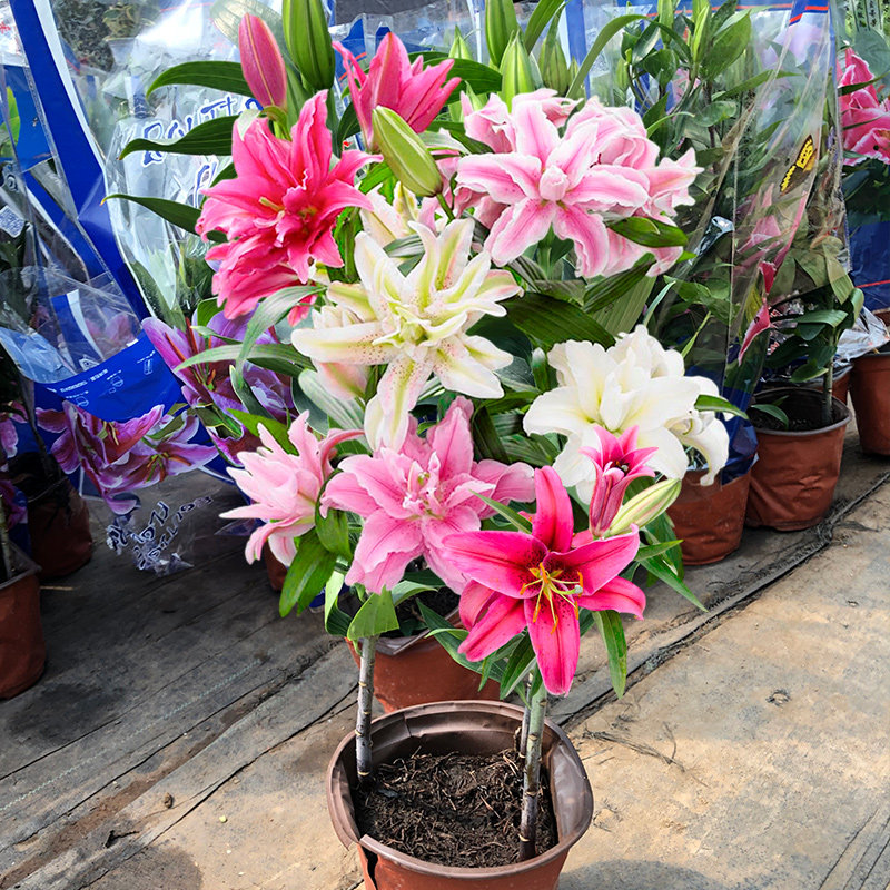 香水百合花盆栽带花苞室内客厅浓香植物阳台庭院四季易活绿植花卉