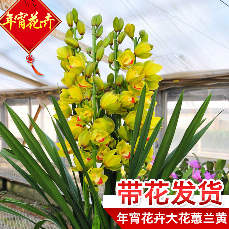 大花蕙兰带花苞兰花苗盆栽植物室内客厅浓香年宵花卉绿植