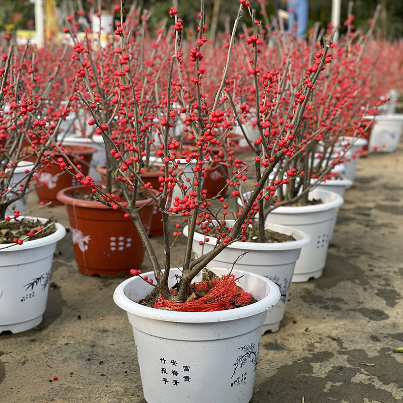 北美冬青盆景盆栽带果发货花卉室内观花观果植物年宵花相思豆红豆