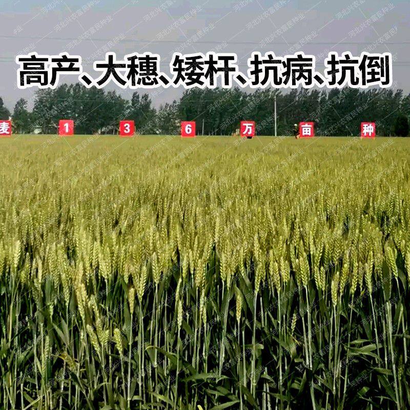 小麦种子高产大田冬小麦种子矮秆原种 中麦175抗冻耐旱节水籽