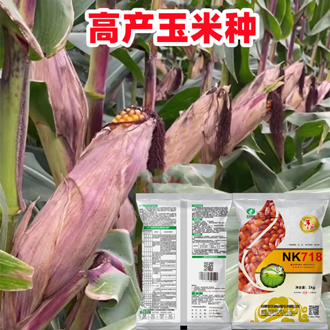 矮杆高产玉米种超大棒苞谷种新品种川单99东单1331良玉99