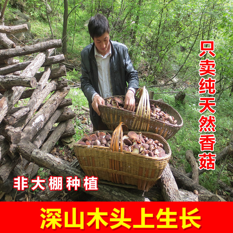 香菇干货 特级房县椴木香菇冬菇特产蘑菇家用天然野生小香菇500克|msdalam kategori beras/Utara-Selatan barangan kering/perasa, Utara-Selatan barangan kering/daging Kering, kering/Native, kelas cendawan - dari Buy2taobao.com untuk memberikan perkhidmatan ejen Taobao profesional membeli