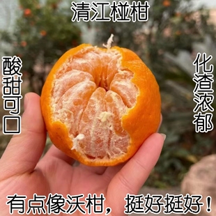 正宗湖北清江椪柑大果新鲜橘桔子宜昌长阳特产水果5斤9斤净重整箱