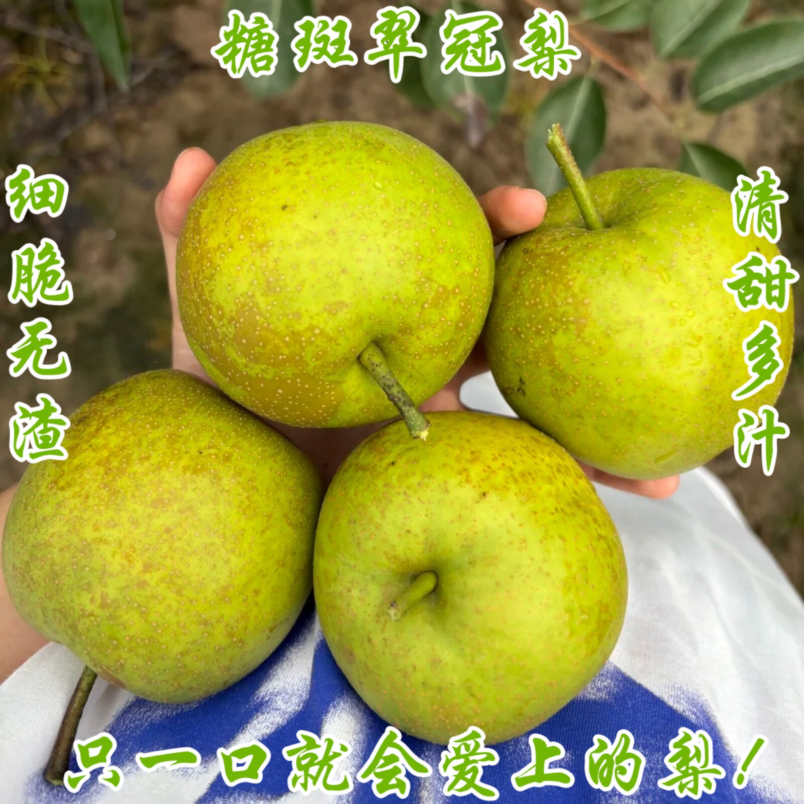 新鲜正宗湖北枣阳苏翠一号蜜梨翠冠4.5-5斤大果皮薄化渣脆甜多汁
