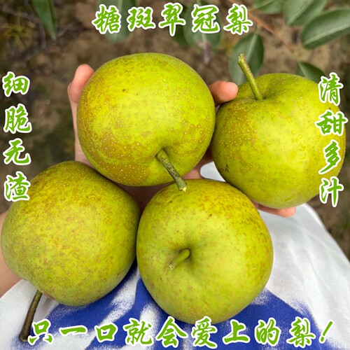 新鲜正宗湖北枣阳苏翠一号蜜梨翠冠4.5-5斤大果皮薄化渣脆甜多汁