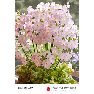 陕西 羽叶报春 开花机器，盆栽小苗 28元包邮