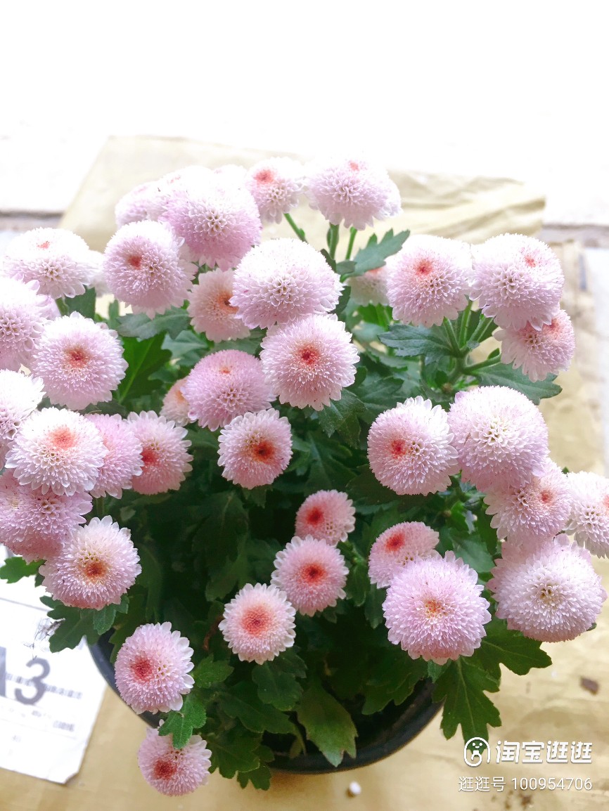 耐热迷你小雏菊珠玉之卵超萌超